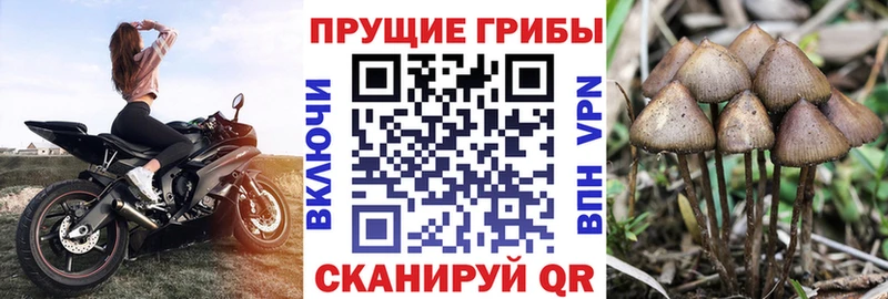 Псилоцибиновые грибы Psilocybe  blacksprut ССЫЛКА  Егорьевск 